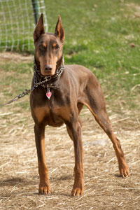 doberman looking mean